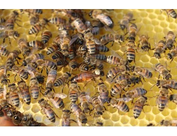 Marking Queen Bees: the International Colour Code and How to Do It Safely