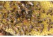 Marking Queen Bees: the International Co...