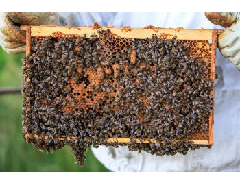 The Varroa Year: When to Count Mites and When to Treat