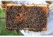 The Varroa Year: When to Count Mites and...