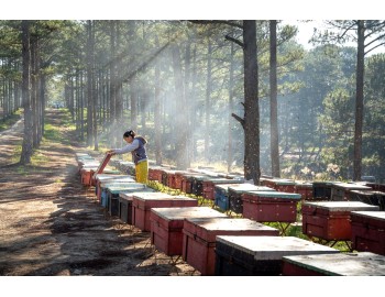 Amitraz, Formic Acid, Flumethrin or Thymol: Choosing a Varroacide and Why You Must Rotate